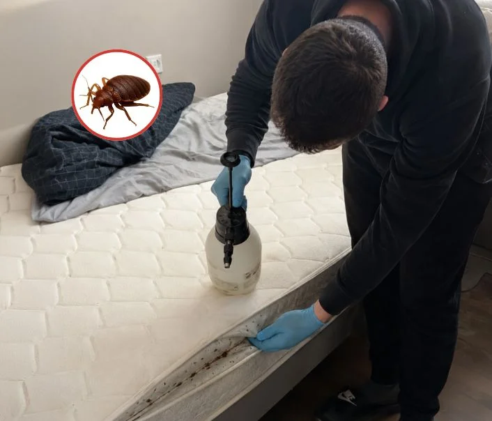 Technicien traitant un matelas contre les punaises de lit à Tournan-en-Brie